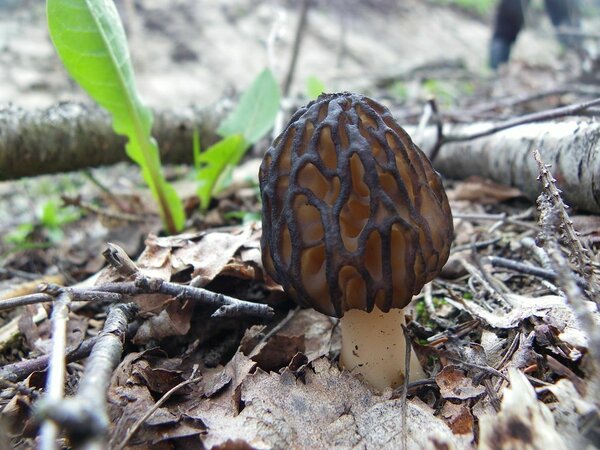 Hiidmürkel (Morchella elata)