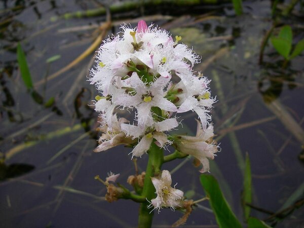 Ubaleht (Menyanthes trifoliata) kuulub samuti muinasjutuliste ja legendaarsete taimete kategooriasse.