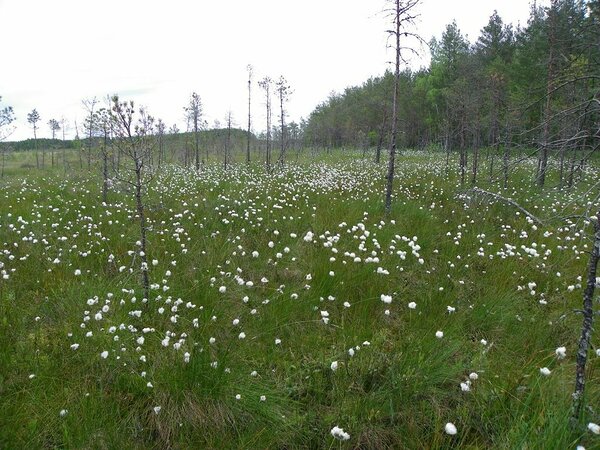 Tupp-villpea (Eriophorum vaginatum)