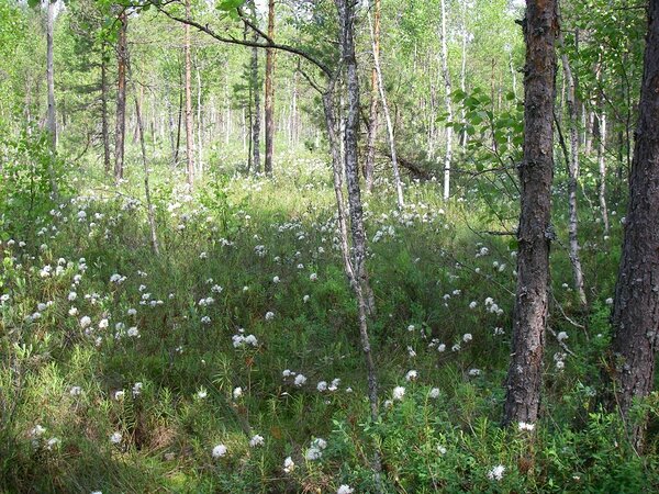 Sookailul on palju populaarseid nimesid: sookael, sookaer, sookikas, päävalurohi, kaljud, putukarohi, soohullus, metskail, sootubak, unirohi.