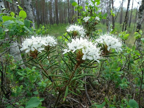 Sookail (Ledum palustre) kuulub Ericaceae sugukonda. Tugevakasvuline igihaljas põõsas. Taime kõrgus on 30–80 sentimeetrit. Lehed on kitsad, piklikud, nahkjad, tugevalt allapoole pööratud servadega, talveks maha ei lange. Kasvukoht: samblasood, soised männimetsad.