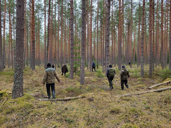 Eelluure metsiseseirealal. Foto: Kaidi Jõesalu