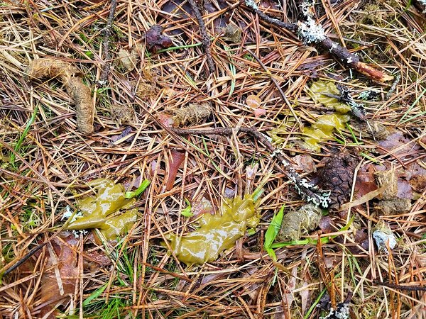 Roheline vedel lärakas on metsise ärkamisjärgne pimesooletühjendus. Foto: Kaidi Jõesalu