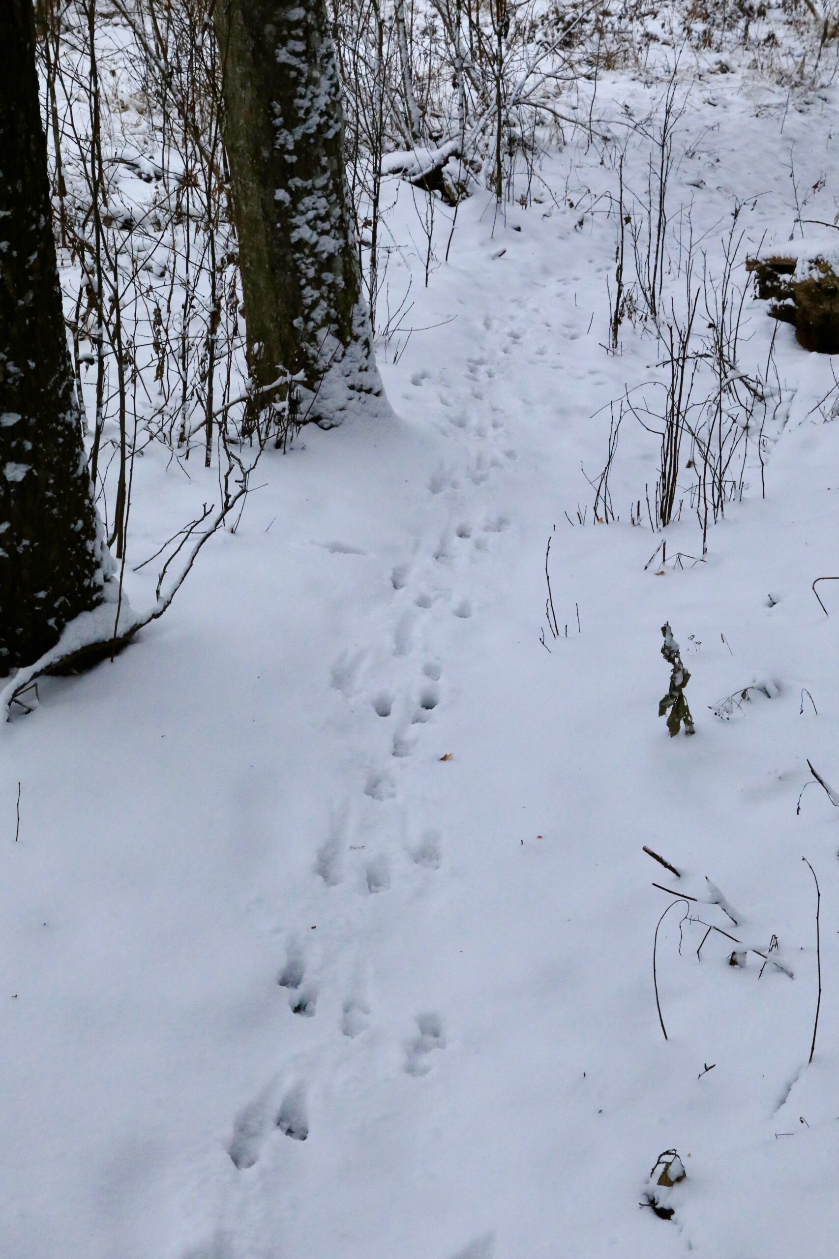 Metssea, -kitse ja rebase jäljed lumel