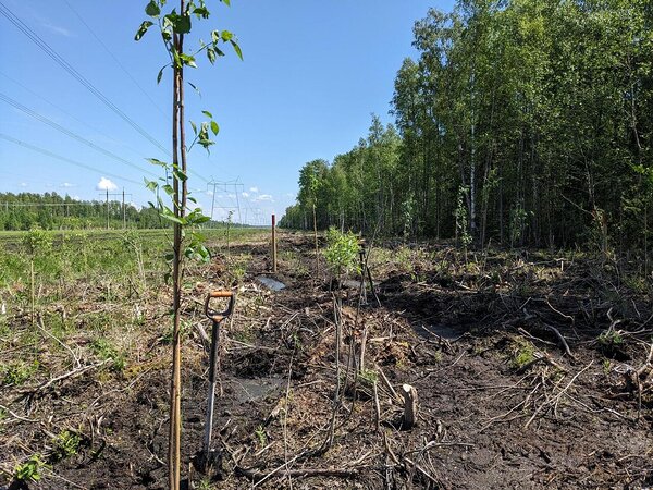 Koridori servadesse sai istutada veidi kõrgema kasvuga puid - toomingaid, pihlakaid ja remmelgaid. Foto: Mihkel Järveoja.