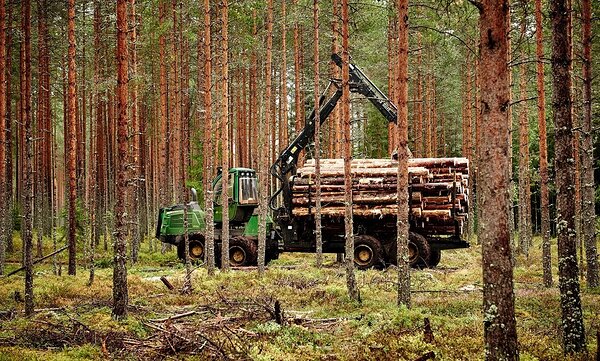 Puidu kokkuvedu metsas. Foto: Kaupo Kikkas