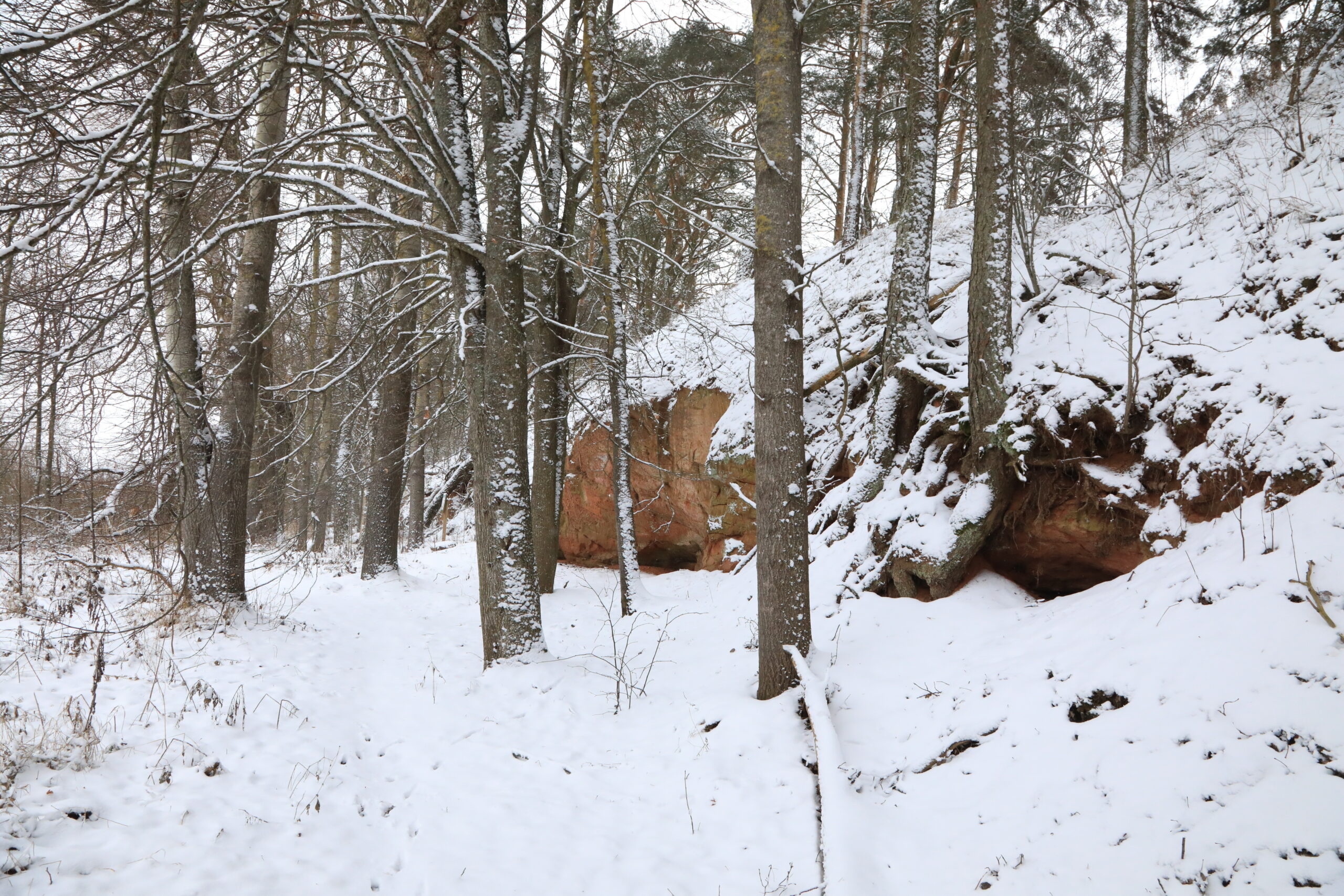 Tamme paljand eemalt