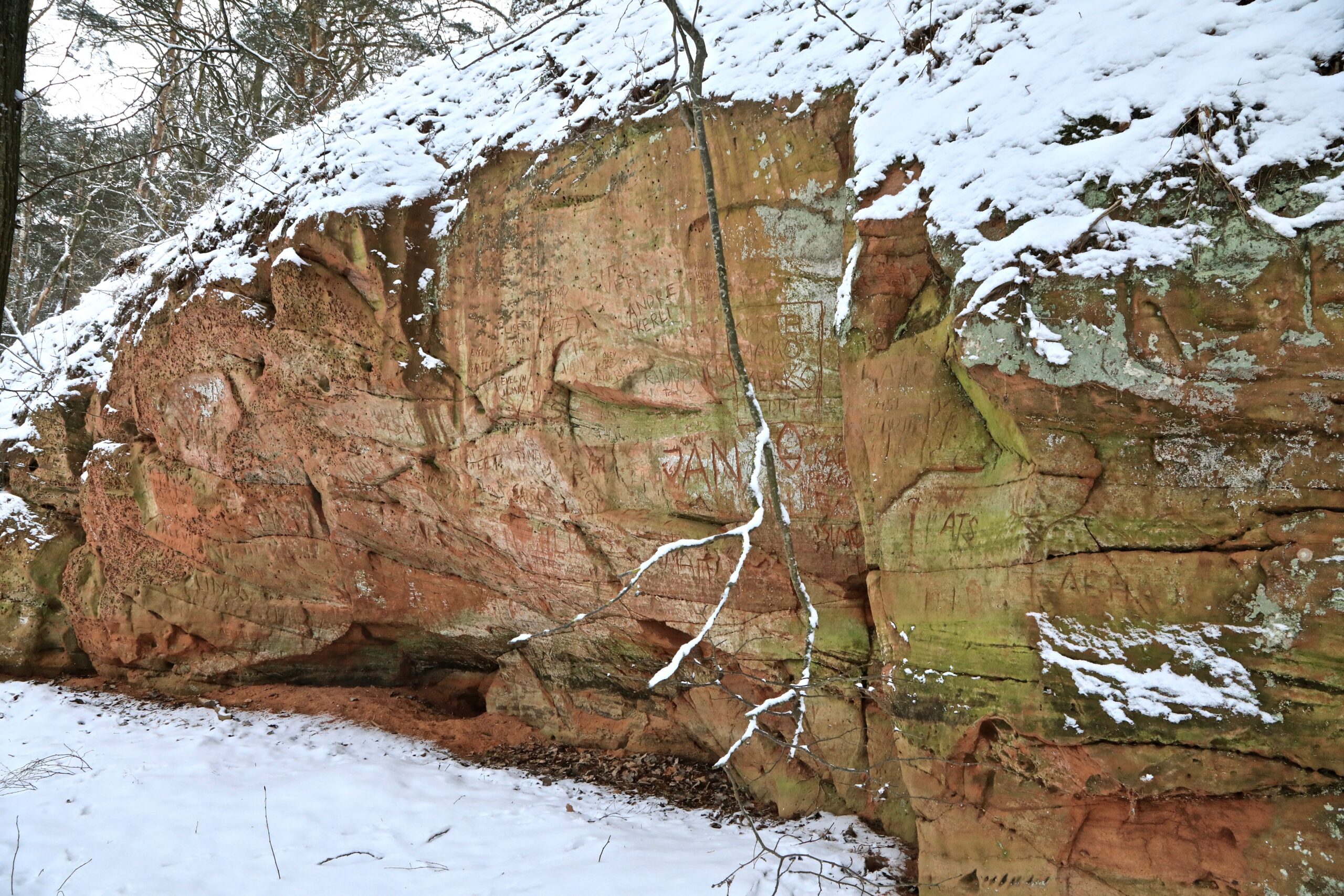 Tamme paljand lähemalt