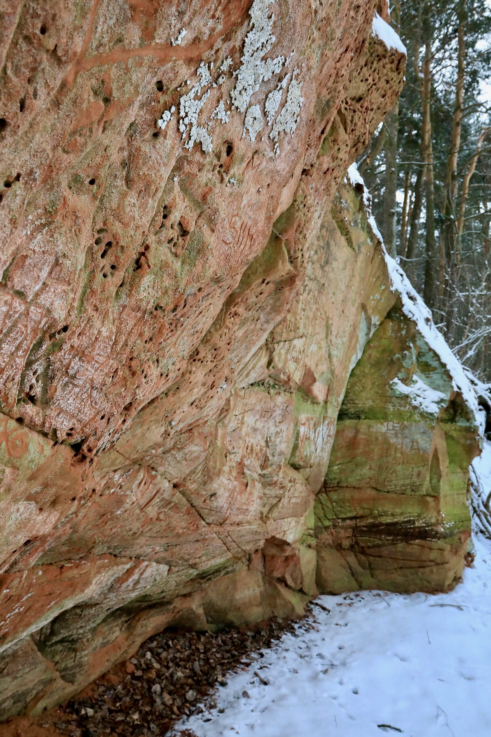 Tamme paljand lähedalt