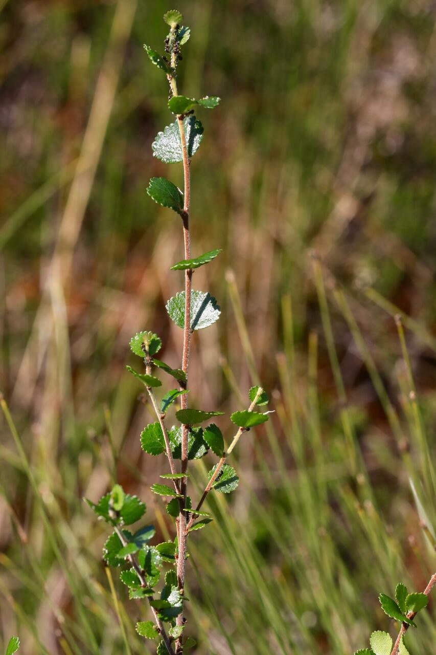 Vaevakask