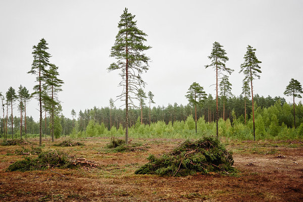 Sellel pildil on lank, millelt on kokku kogutud raiejäägid, need on väljaveoks valmis.