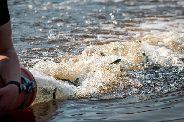 Foto: Aldis Toome. Lõhede asustamine.