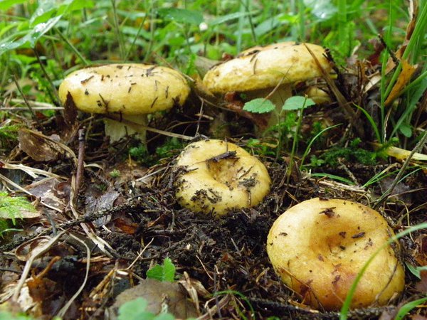 Võiseen ehk kollariisikas on 1. kategooria tinglikult söödav seen, millel on suurepärased maitseomadused. Soolatakse pärast leotamist või kupatamist.