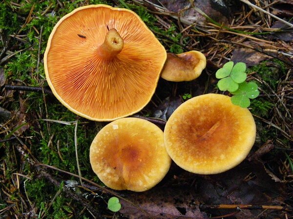 Ja siin on kuld-kukeseenik (Hygrophoropsis aurantiaca).