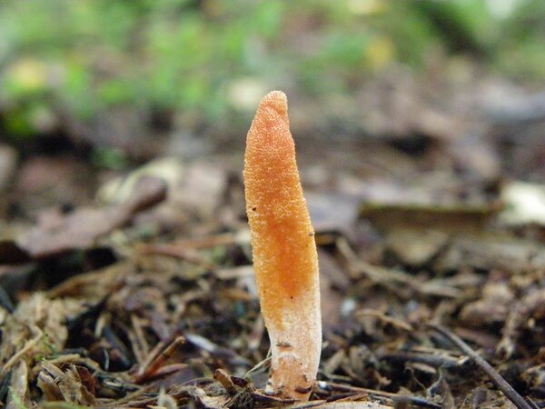 Harilik kedristõlvik (Cordyceps militaris). Foto: Anatoli Tarassov