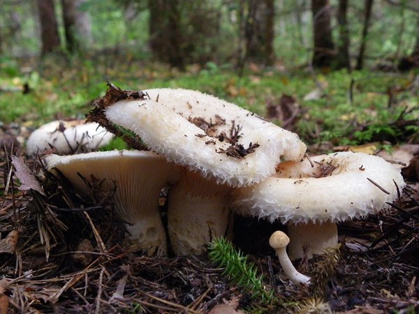 Vesivöödiline ehk vöödiline riisikas (Lactarius aquizonatus)