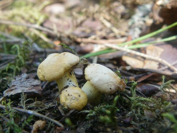 Harilik kukeseen (Cantharellus cibarius). Liiginimetus tuleneb ladinakeelsest sõnast cibarius – söödav. Leitud 20. juunil Ida-Virumaal.