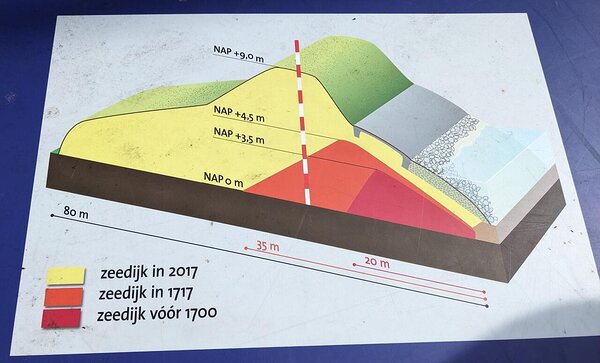 Ühe tammi evolutsioon läbi aastasadade. 