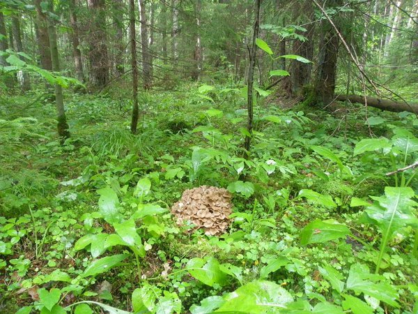 Grifola umbellatа, Polyporus umbellatus.