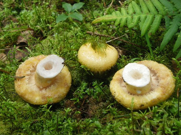 Toreda riisikaga (Lactarius repraesentaneus), mida kohtab okas- ja segametsades augustist kuni oktoobrini, on kõik lihtne – ta on nii väliselt kui maitseomadustelt väga sarnane oma lähedase sugulase võiseenega (Lactarius scrobiculatus).