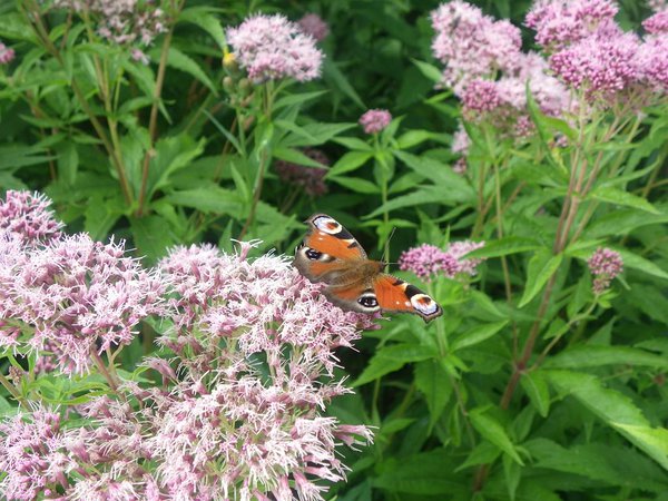 Liblikas päevapaabusilm (Nymphalis io) kogub nektarit hariliku vesikanepi (Eupatorium cannabinum) õiest.