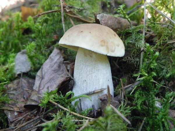 Harilik kivipuravik (Boletus edulis). Nagu näete, on sapipuravik ka kivipuravikuga sarnane. Kuid valepuravikul on jalamuster märgatavam. Kivipuraviku jalal on samuti võrk, kuid see on hele.