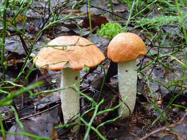 20. juuli. Esimesed haavapuravikud (Leccinum albostipitatum)