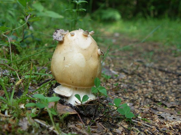 1. august. Kollakaspruun kärbseseen (Amanita fulva)