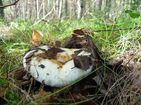 1. september. Esimene valge riisikas (Lactarius resimus)