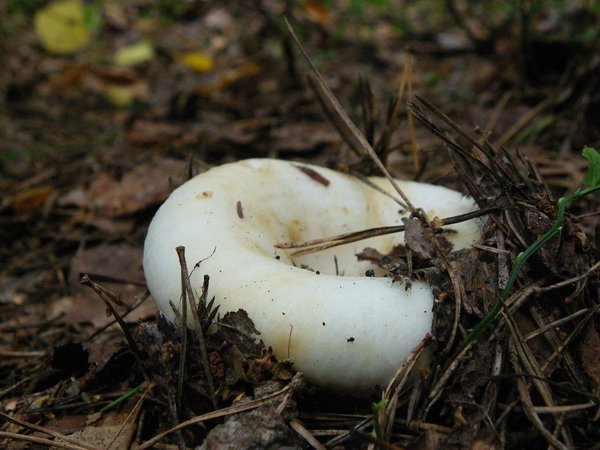 Valge riisikas (Lactarius resimus)