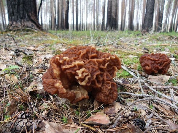 12. mai. Kevadkogritsad (Gyromitra esculenta)