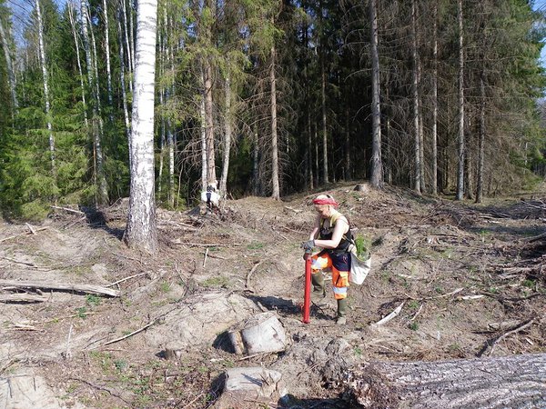 26. aprill. Palav on, RMK töötaja istutab metsa praktiliselt rannarõivais.