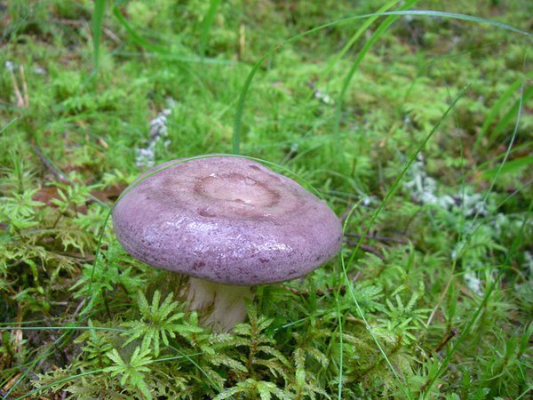 24. august. Tavariisikas (Lactarius trivialis)