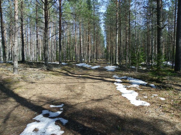 6. aprill. Metsas on veel väiksed lumesaarekesed.