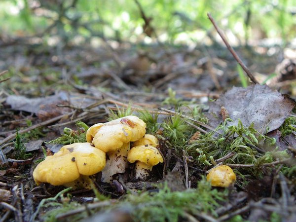 15. juuni. Harilik kukeseen (Cantharellus cibarius)