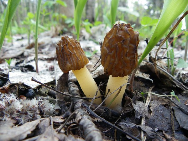 8. mai. Böömi sõrmkübarseen ehk kurrel (Verpa bohemica)