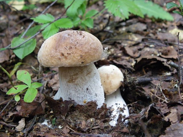 18. juuli. Esimene valge seen – harilik kivipuravik (Boletus edulis)