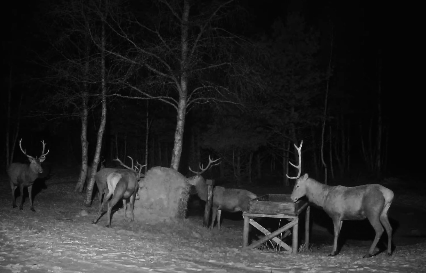 Hirved söödaplatsil