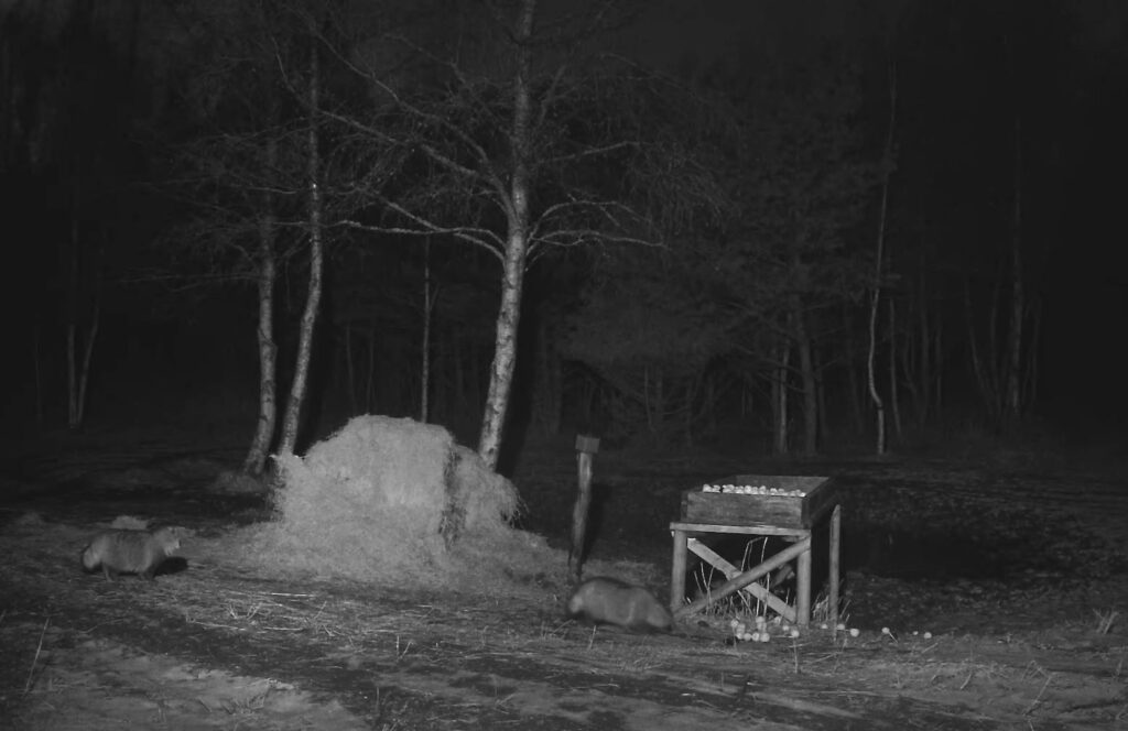 Kährikud söödaplatsil pimedas õunaraksus