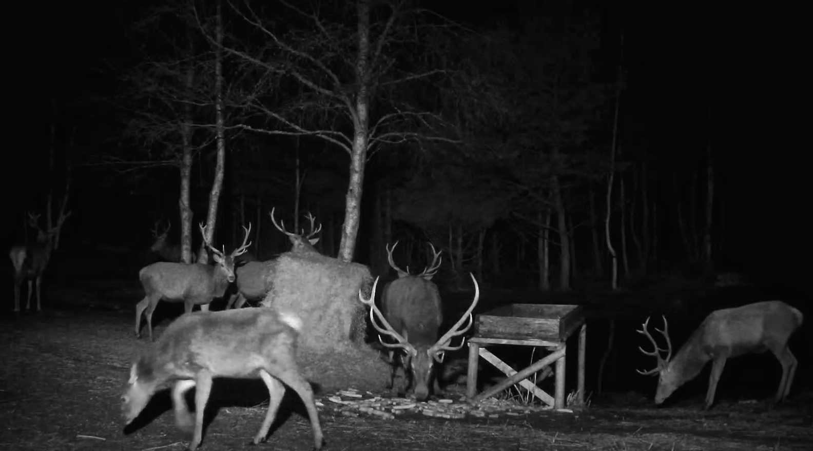 Hirved pimedas söödaplatsil