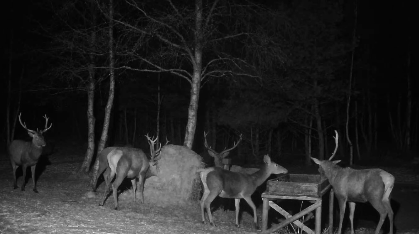 Hirved söödaplatsil, avariis osalenud ühe sarve hirv paremal