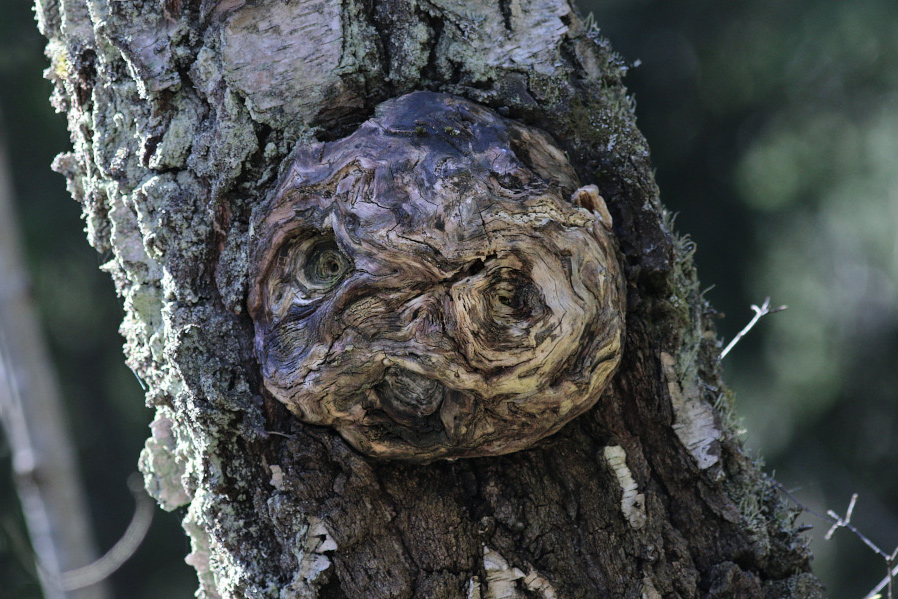 Surnud kasepahk kase tüvel