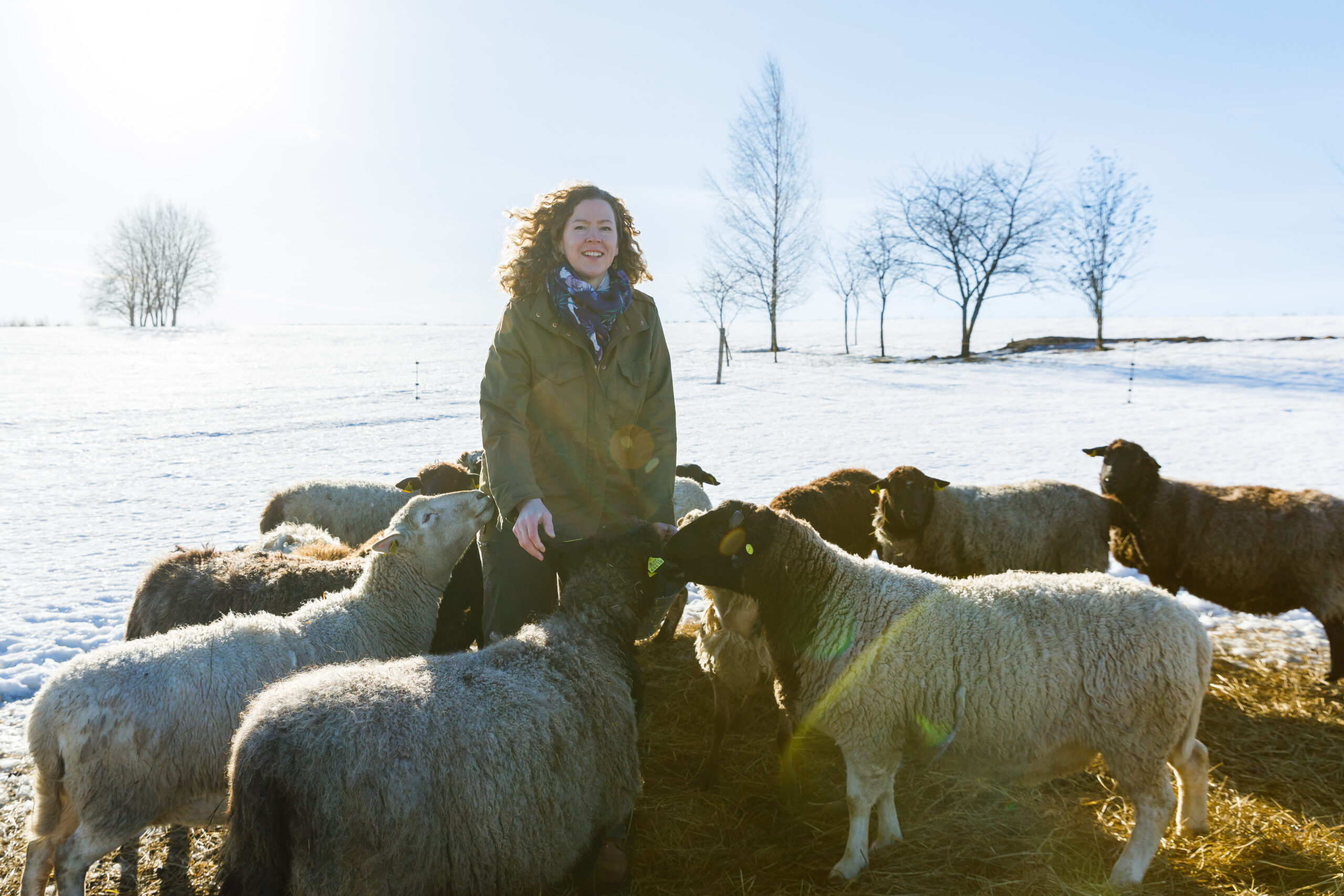 Aveliina peab aastast 2014 lambaid – põhikarjas on 15 looma – just sel eesmärgil, et need tema kodulähedase karjamaa taas liigirohkemaks „sööks“. Aveliina Helm lammastega lumises koplis
