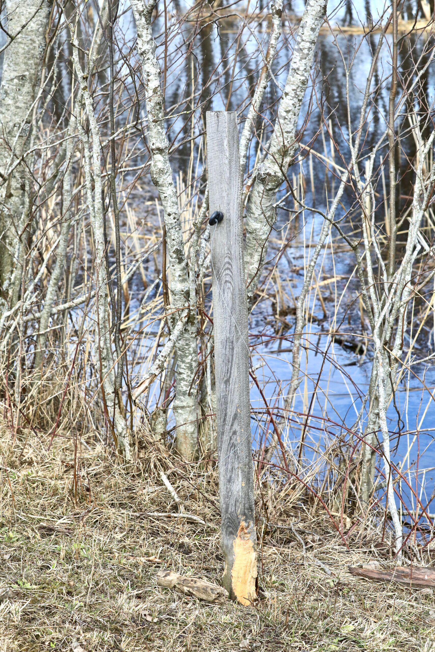 Kopra näritud aiapost