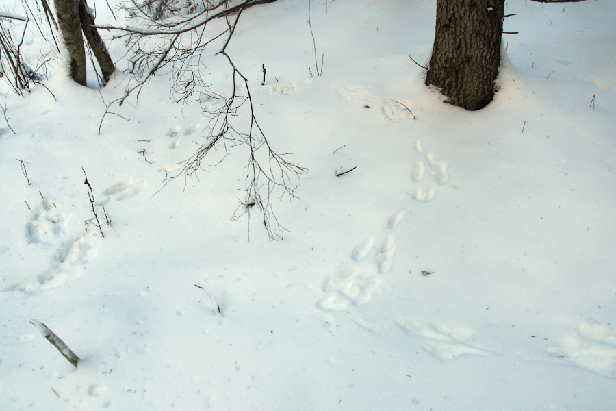Jänesehaakide jäljed lumel