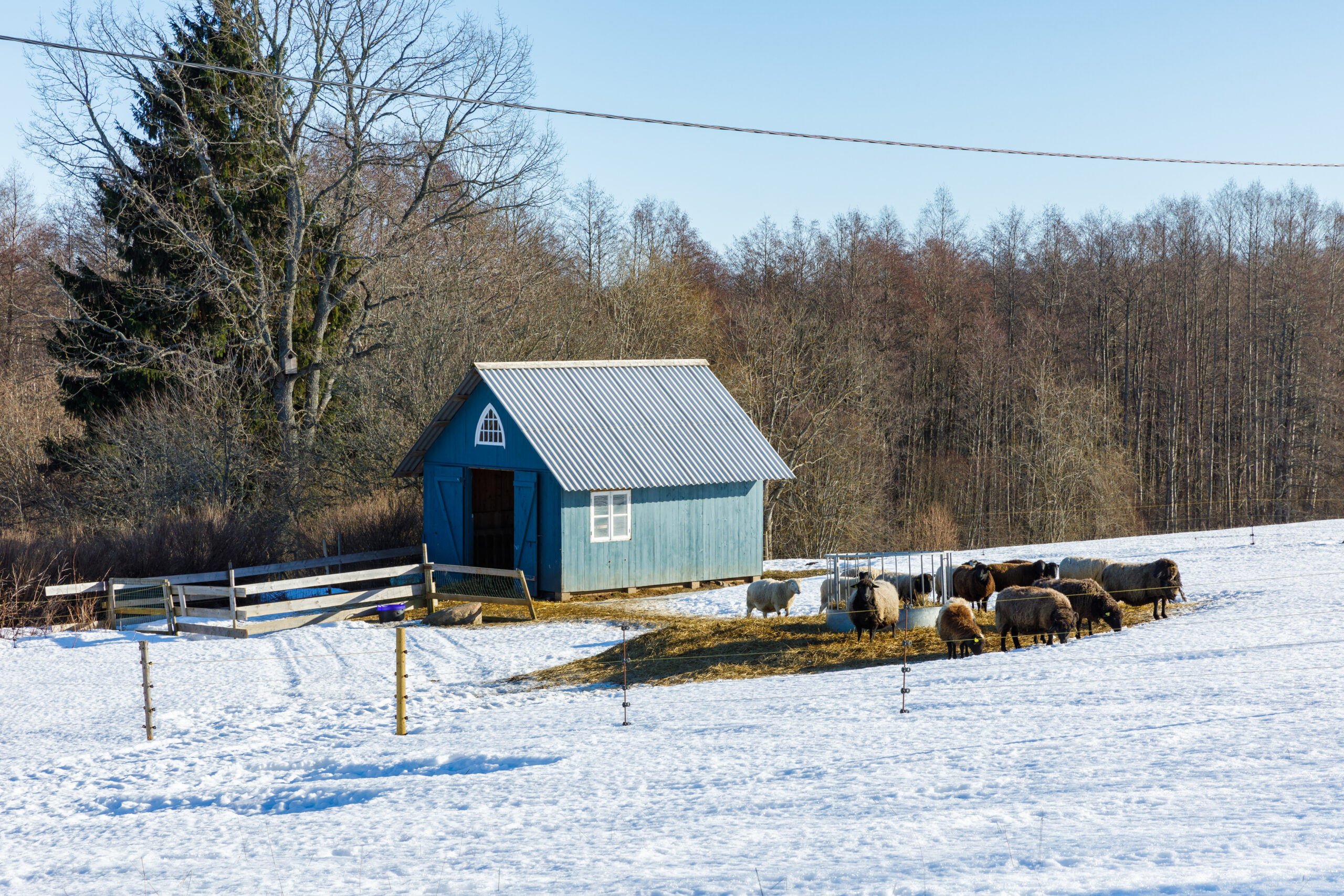 Lambad lumises koplis