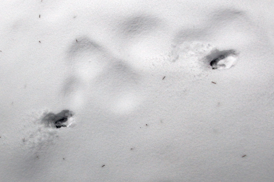 metskitse sõrgade jäljed lumel