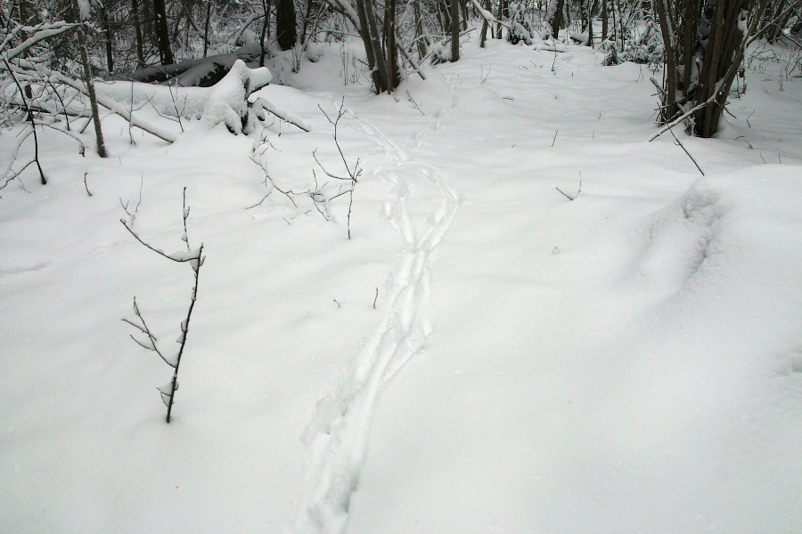 metskitsekarja rada lumel