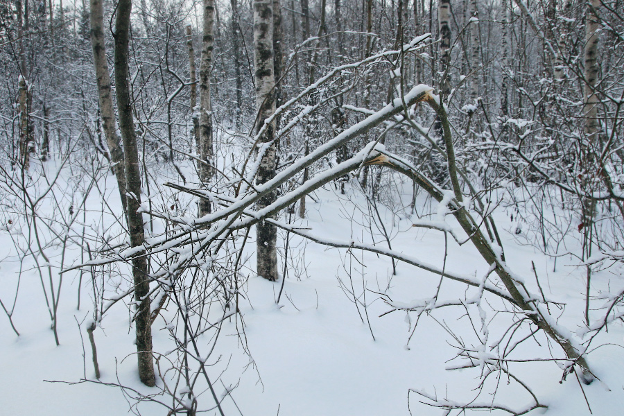 Põdra poolt murtud oksad