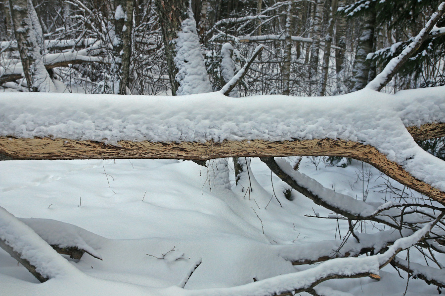 Näritud koorega haab